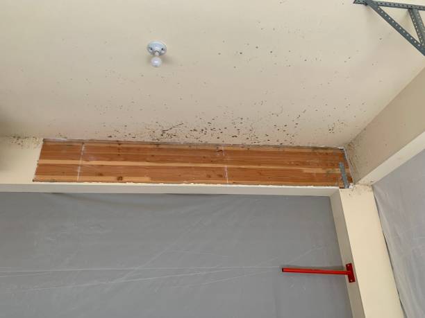 Best Mold Damage Restoration  in USA